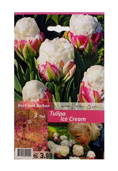 Gefüllte späte Tulpen Tulipa Ice Cream