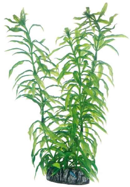 Hobby Heteranthera, 25 cm