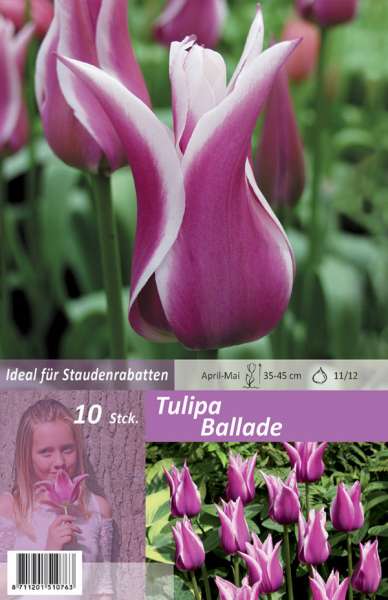 Lilienblütige Tulpen Tulipa Ballade