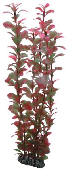 Hobby, Ludwigia, 34 cm