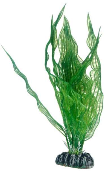 Hobby Aponogeton, 25 cm
