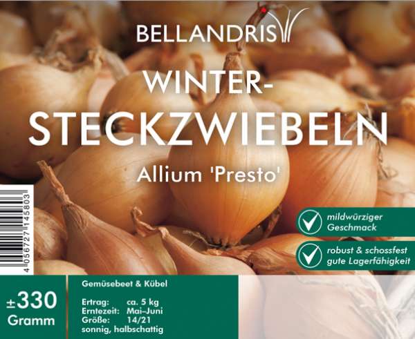 Winter-Steckzwiebeln Allium Presto