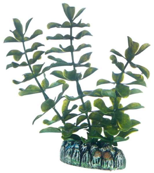 Hobby Bacopa, 13 cm