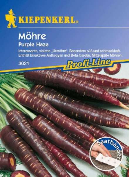 Möhre Purple Haze F1