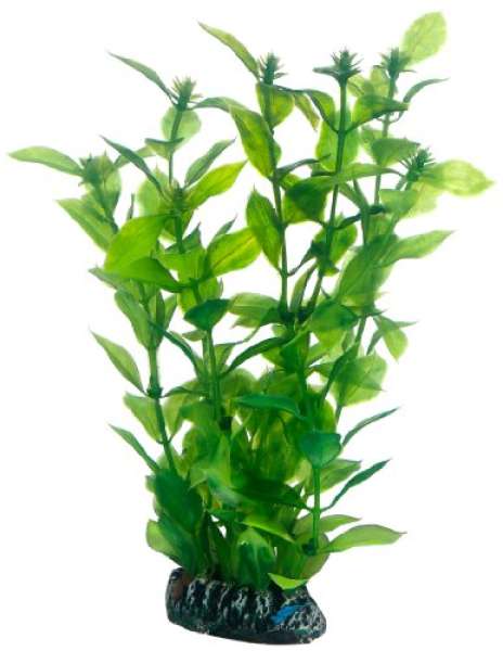 Hobby Hygrophila, 20 cm