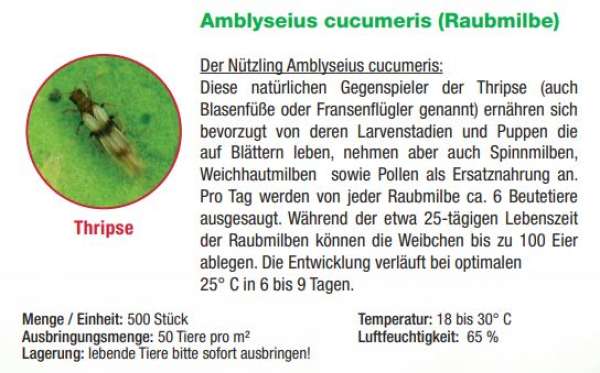 Dr. Stähler Amblyseius cucumeris (Raubmilbe)