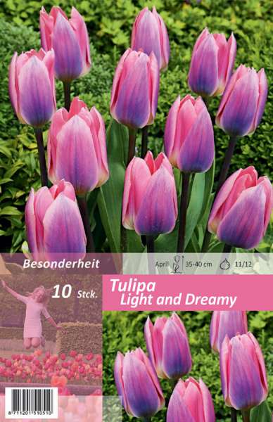 Triumph Tulpen Tulipa Light and Dreamy