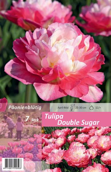 Gefüllte späte Tulpen Tulipa Double Sugar