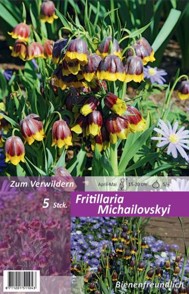 Glockenlilie Fritillaria Michailovskyi