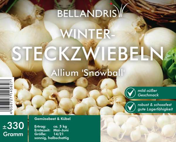 Winter-Steckzwiebeln Allium Snowball
