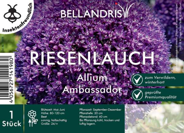 Riesenlauch Allium Ambassador
