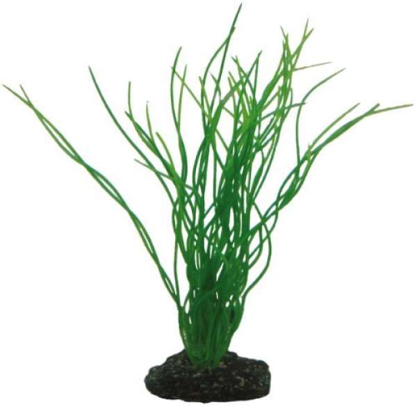 Hobby Sagittaria, 20 cm