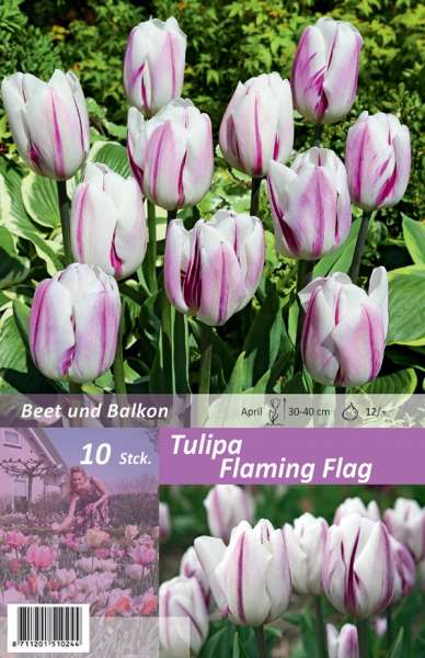 Tulipa Flaming Flag 10 Stück