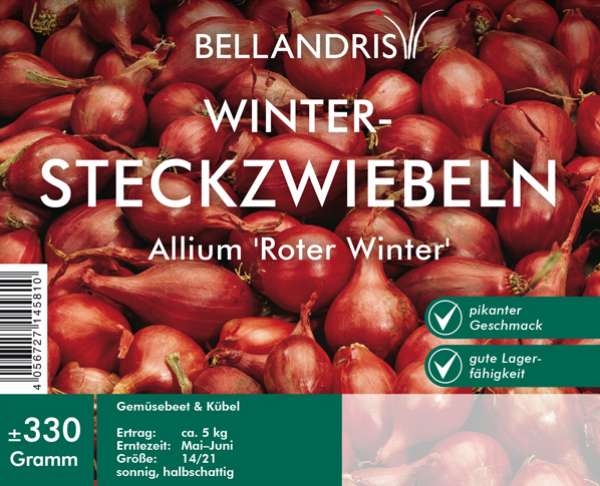 Winter-Steckzwiebeln Allium Roter Winter