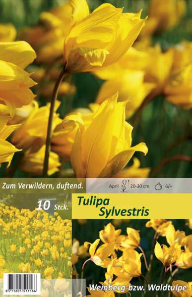 Waldtulpe Tulipa Sylvestris