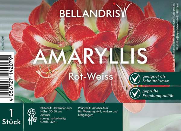 Amaryllis Rot-Weiss