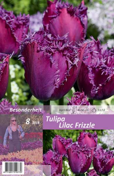 Gefranste Tulpen Tulipa Lilac Frizzle