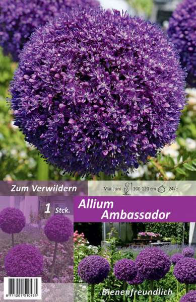 Riesen-Zierlauch Allium Ambassador