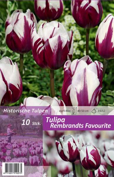Tulipa Rembrandts Favourite