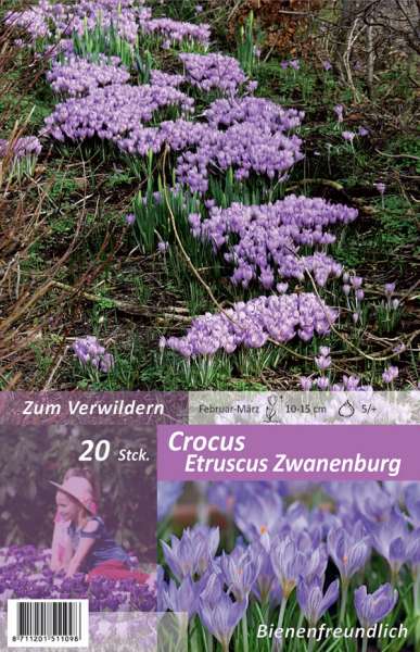 Crocus Etrucscus Zwanenburg